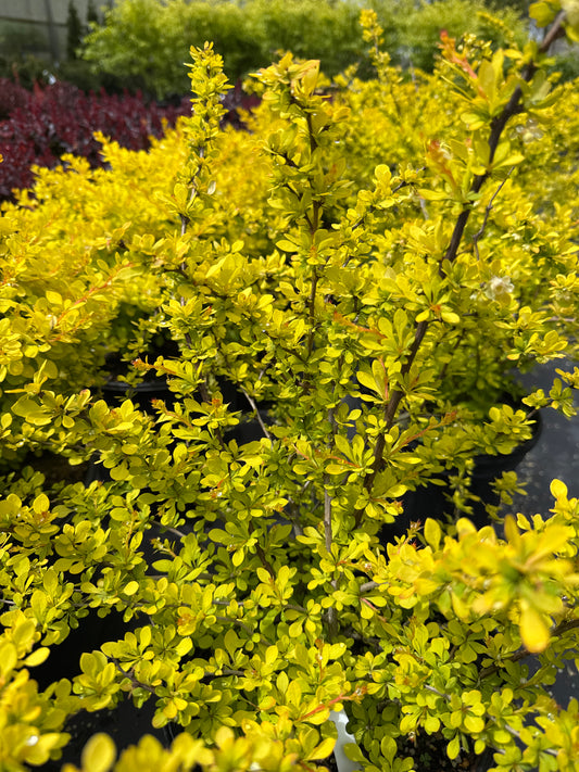Japanese Barberry ‘Aurea Nana’