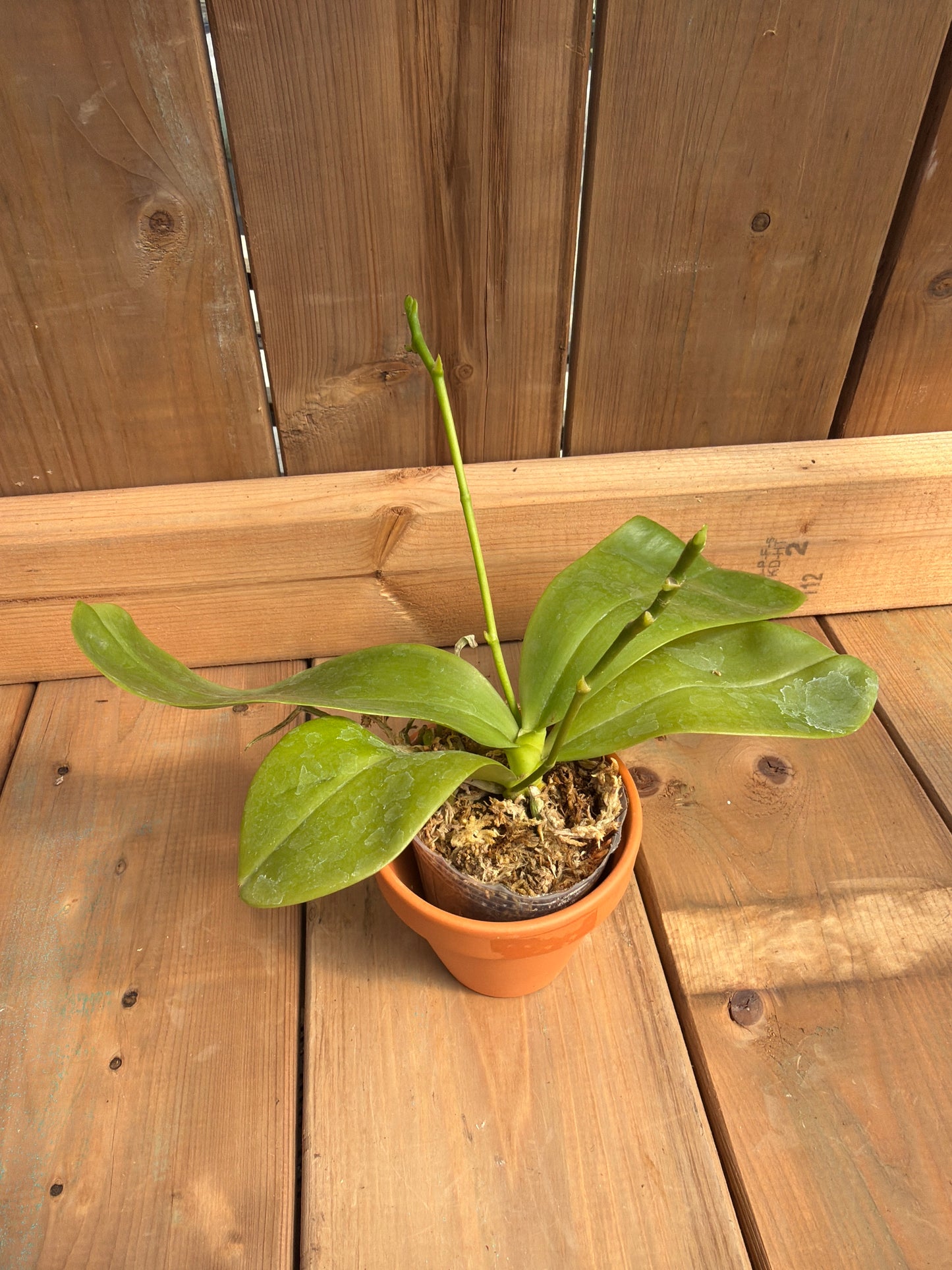3" 3482 Phalaenopsis LL Blue Daisy