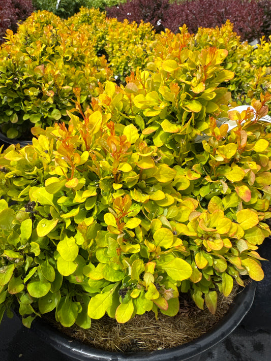 Japanese Barberry ‘Golden Nugget’
