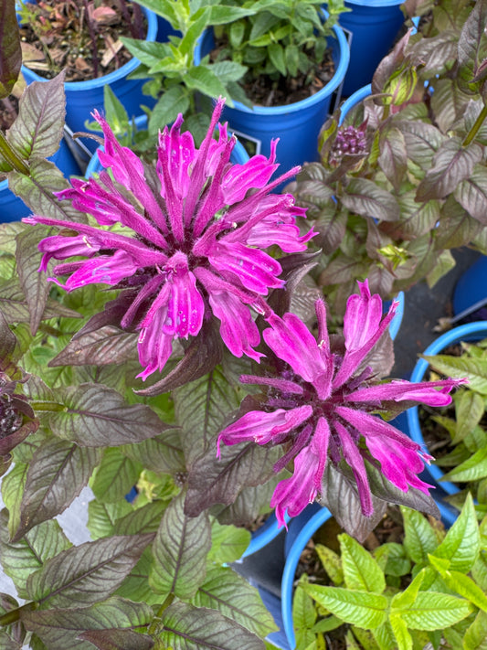 Monarda ROCKIN` RASPBERRY 1gal