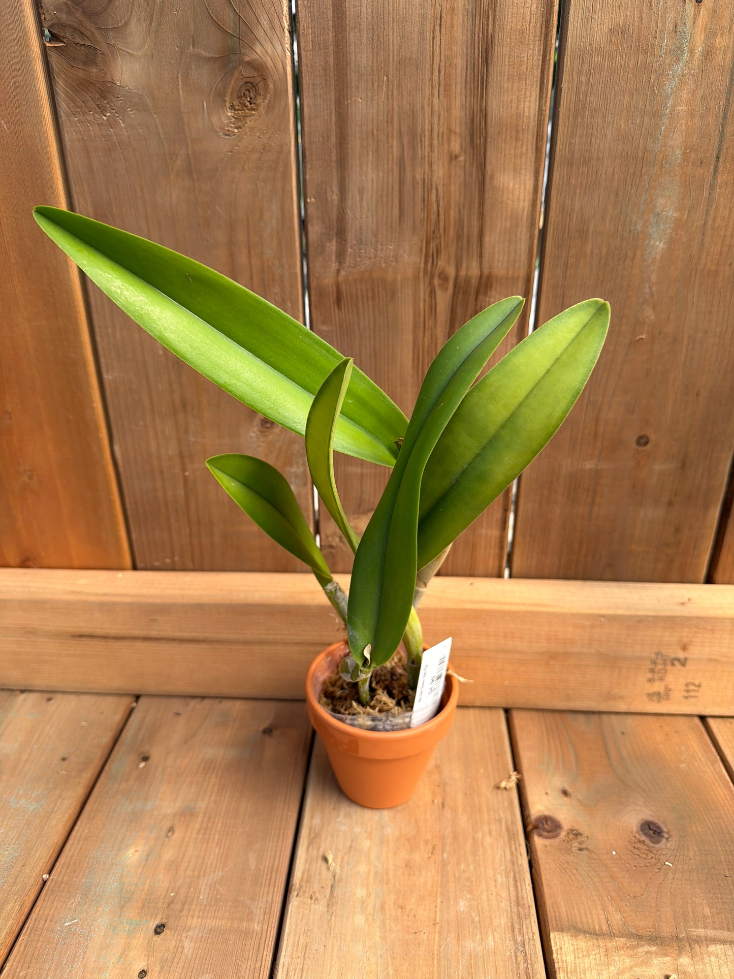 3" Rlc Golf Green 'Hair Pig'