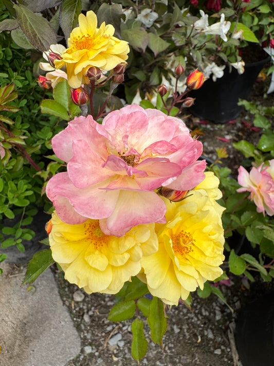 Rose 'Colour Cocktail Bicolor Rose'