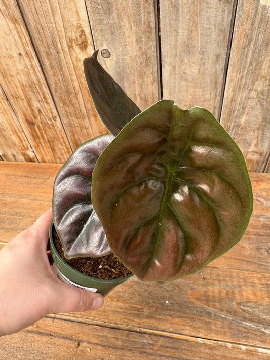 Alocasia cuprea (4”)