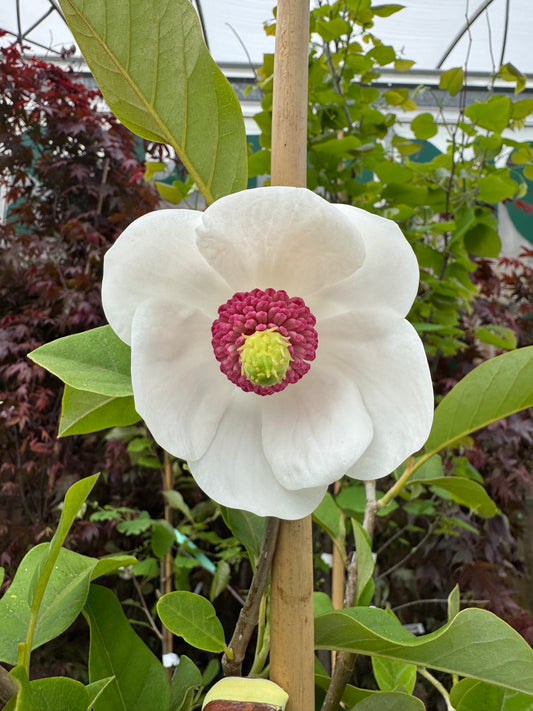 Colossus Magnolia