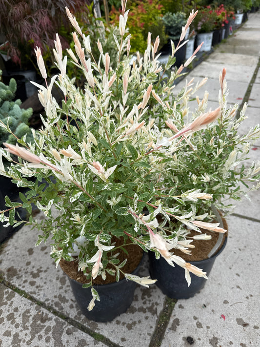 Dappled Willow 2gal