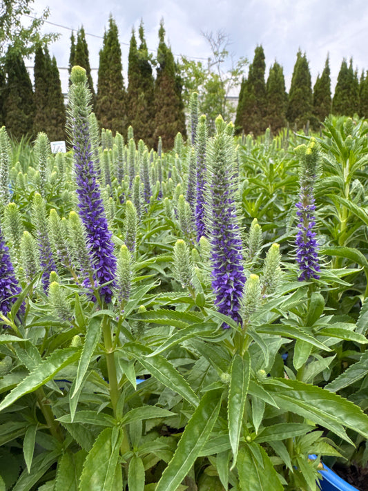 Spike Speedwell ‘Royal Candles’