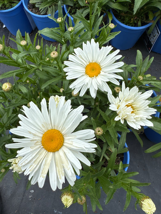 Leucanthemum s. WHOOPS-A-DAISY 1gal