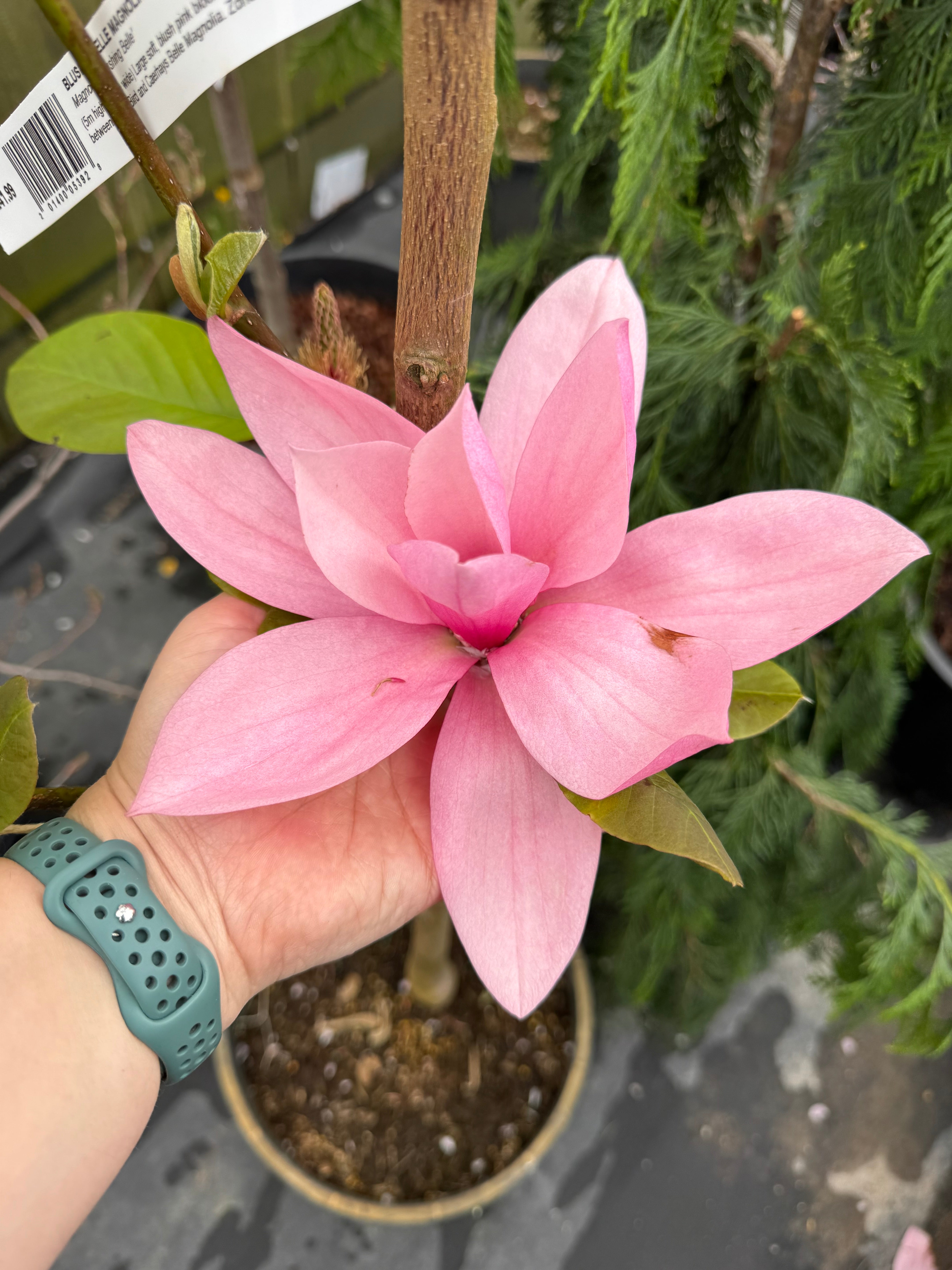 bibiy magnolia top ピンク bibiy magnolia top ピンク