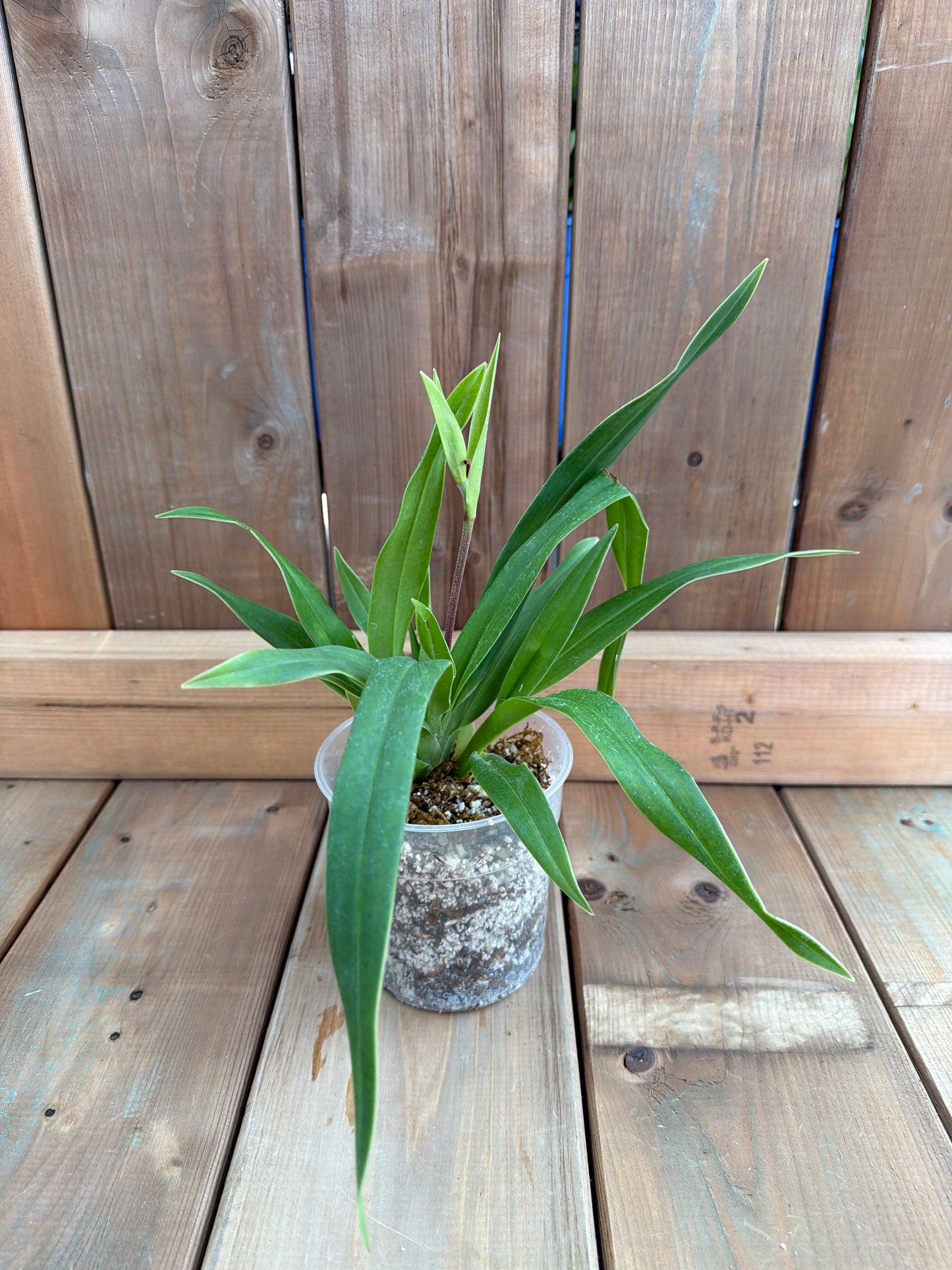 4.5" Phragmipedium Hibrido 'Cardinale'