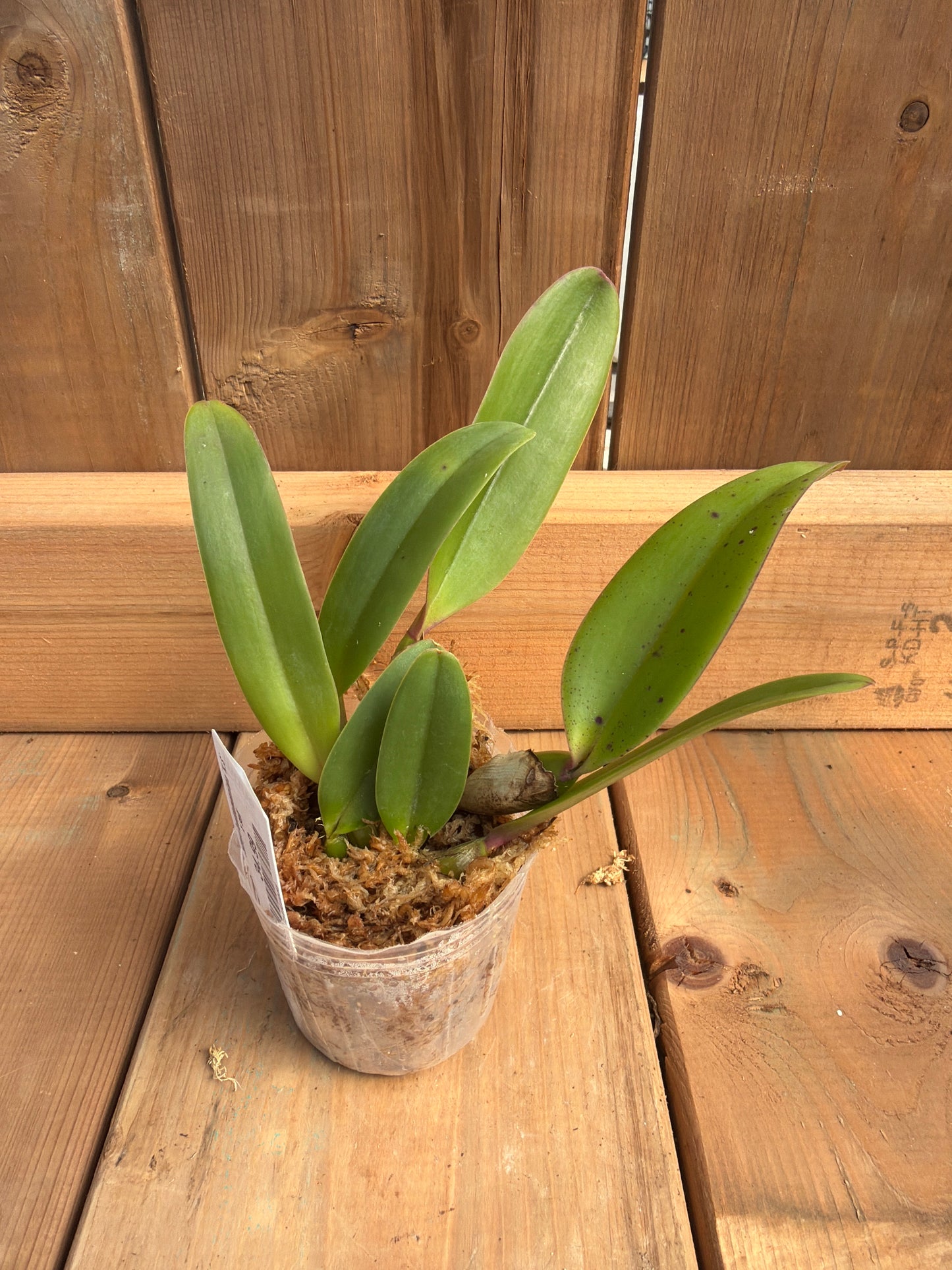 Cattleya lueddemanniana 'K.S' x self