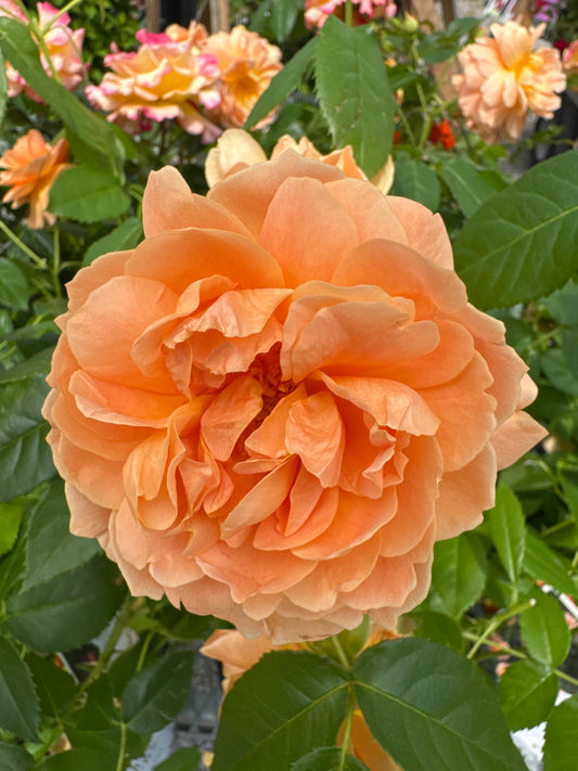 Rose 'At Last' (PW) 1gal