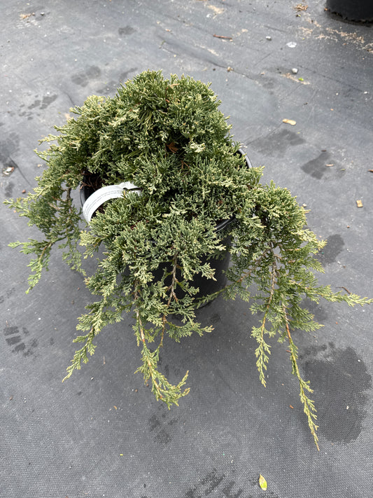 Icee Blue Juniper