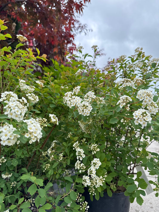 Bridal Wreath Spirea