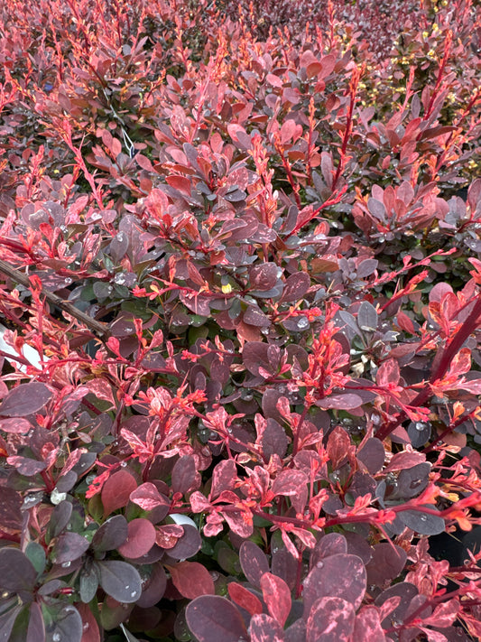 Japanese Barberry ‘Rose Glow’
