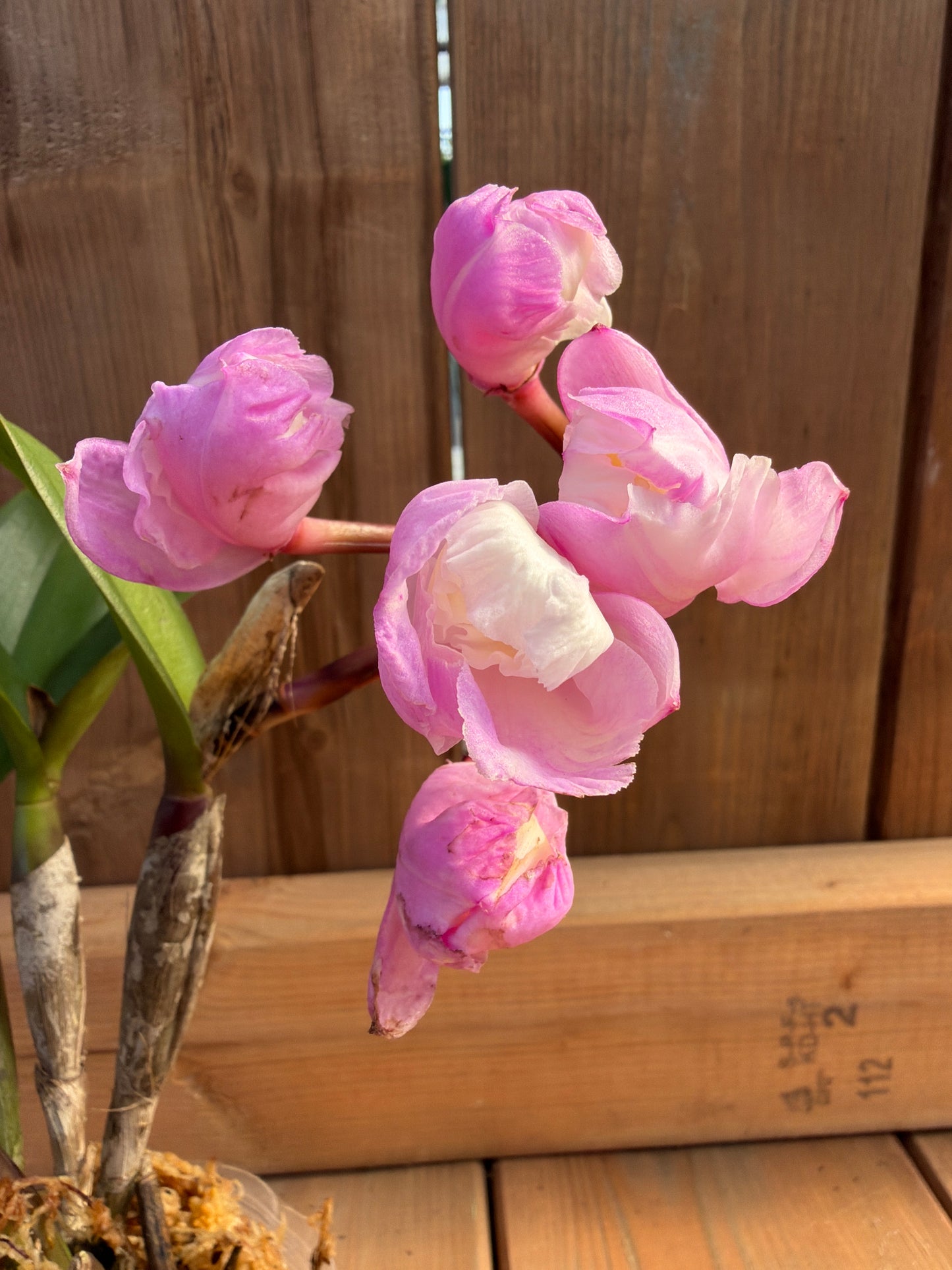 3" Cattlianthe Doris and Byron 'Christmas Rose'