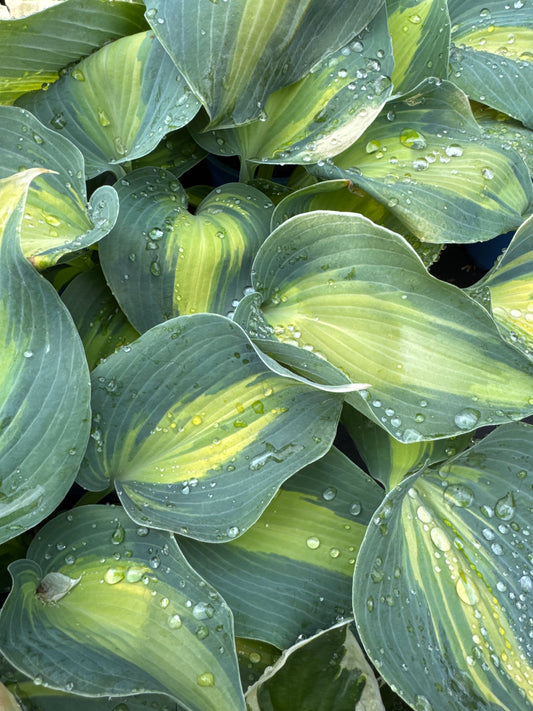Hosta TOUCH OF CLASS (D) 1gal