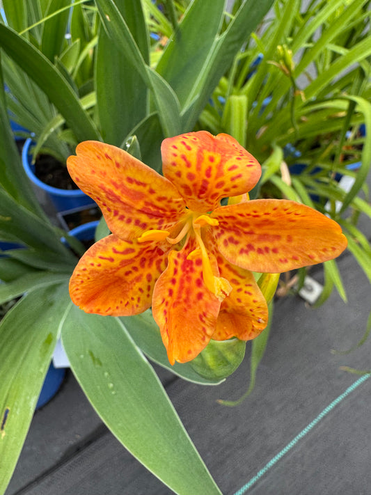 BlackBerry Lily ‘Freckle Face’