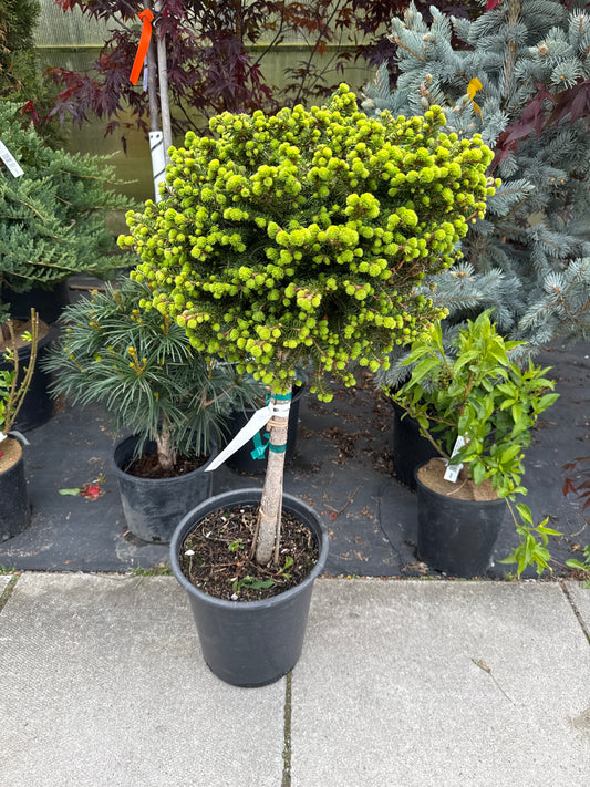 Little Gem Spruce STD 3gal