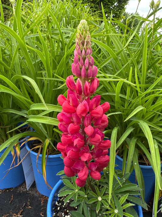 Lupinus 'Red Rum' 1gal
