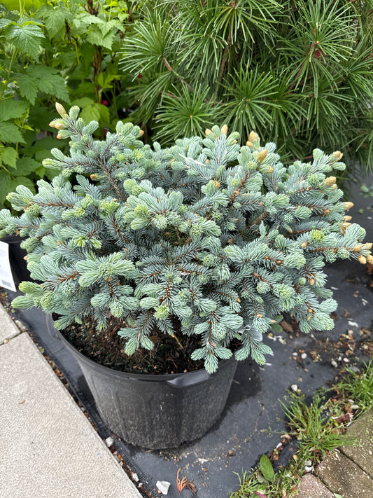Picea pungens ‘Globosa' 3gal