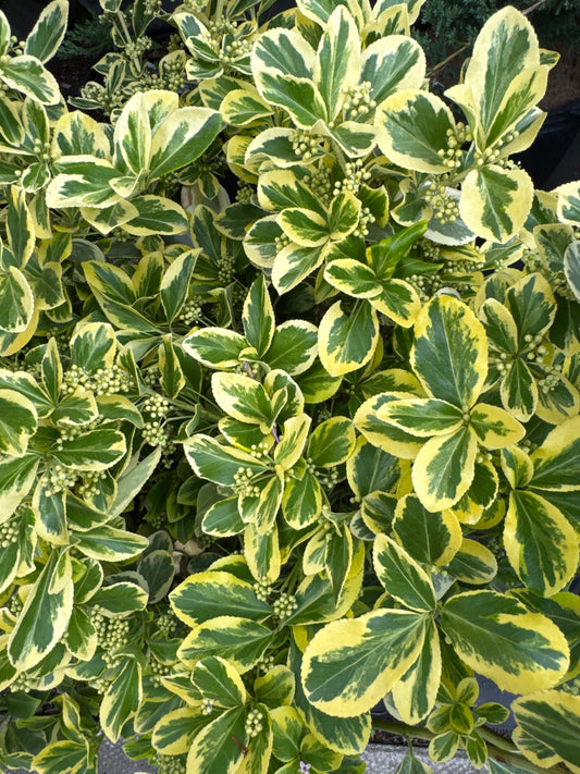 Euonymus 'Canadale Gold' 2gal