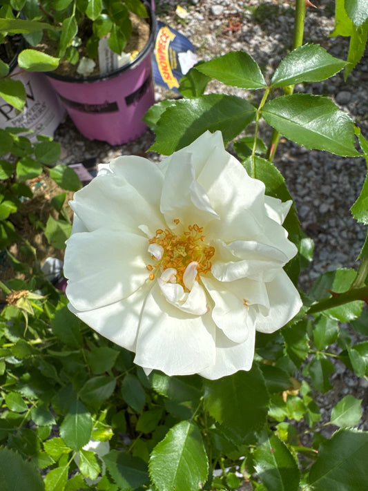 Rose 'Flower Carpet White' 1gal