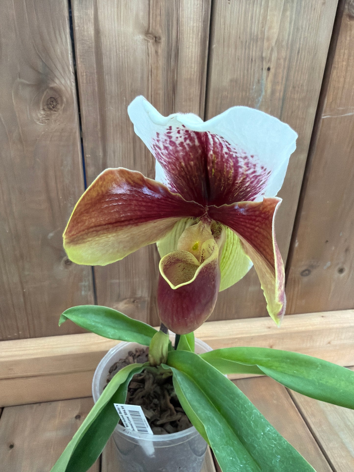 6" Paphiopedilum 'Big Island Baby x Big Island Love'