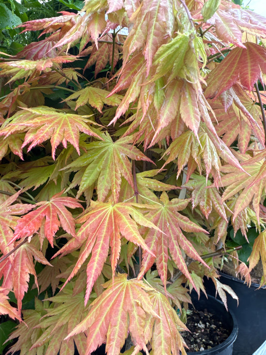 Japanese Maple ‘Autumn Moon’