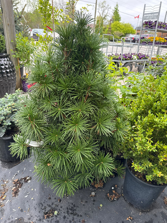Japanese Umbrella Tree 6gal