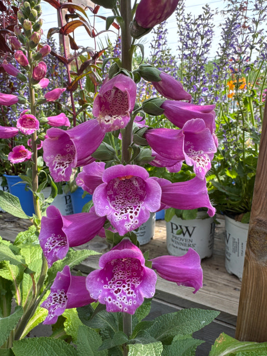 Foxglove 'Dalmatian Purple' 1 gal
