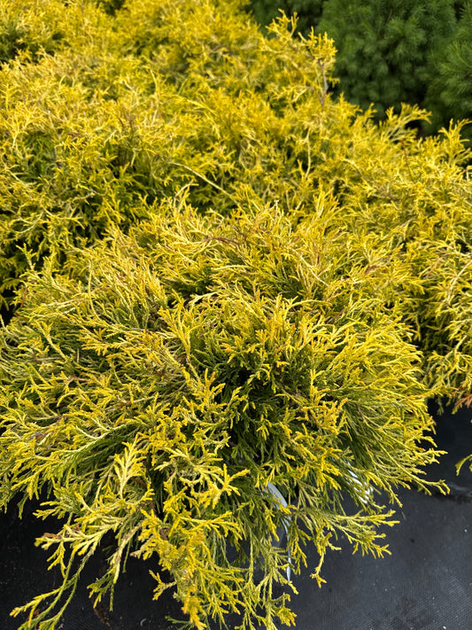 Lemon Thread False Cypress 3gal
