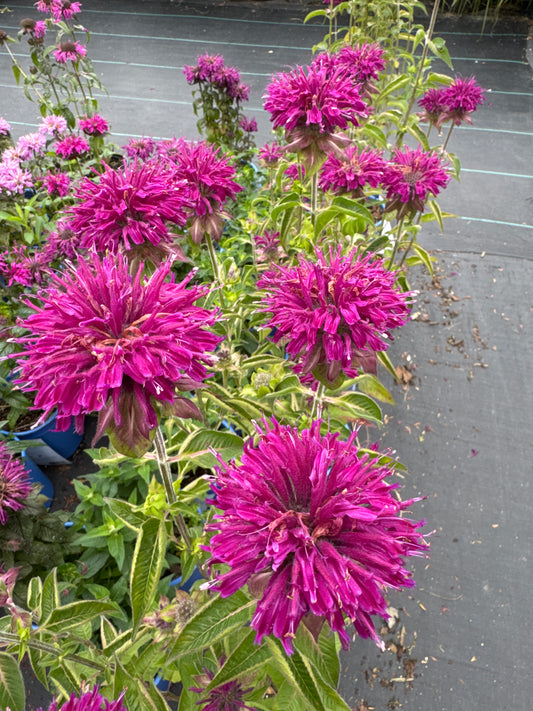 Monarda didyma PURPLE ROOSTER 1gal