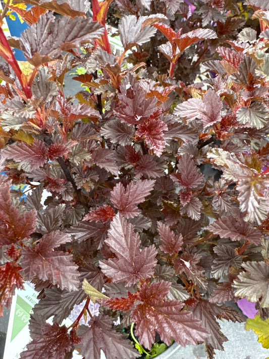 Ninebark ‘Summer Wine Black’