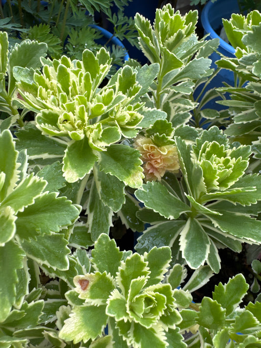 Sedum ATLANTIS 1gal