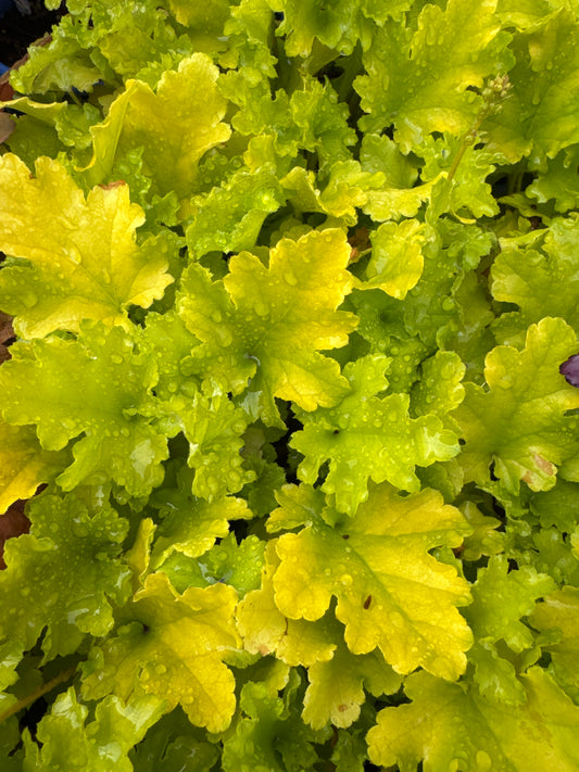 Heuchera LIME MARMALADE 1gal