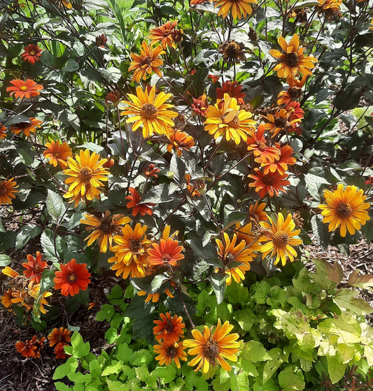 Heliopsis BLEEDING HEARTS
