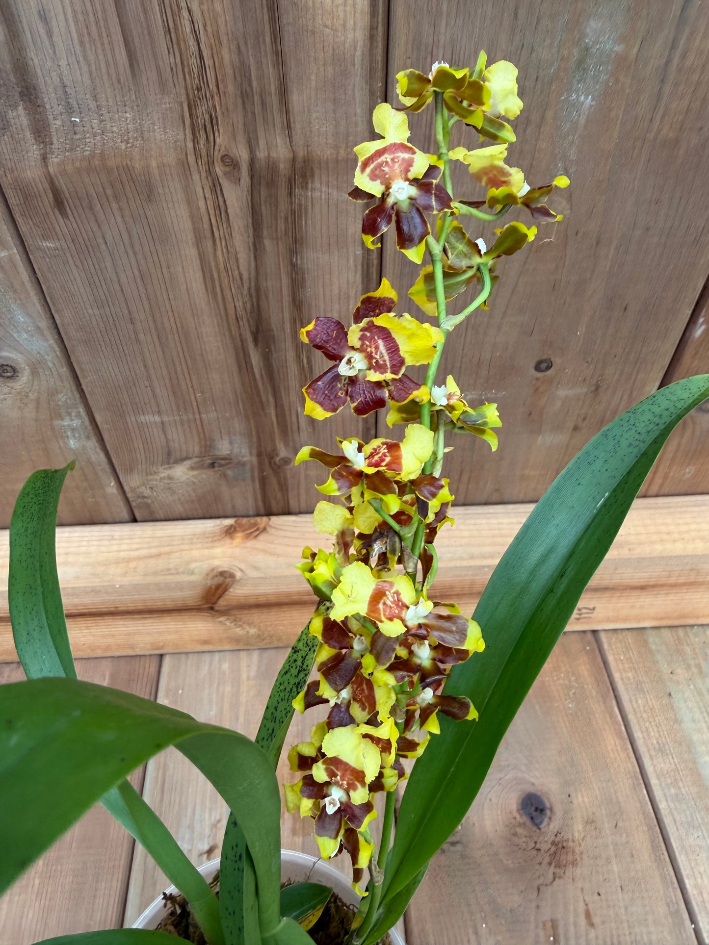 4.5" Oncidium Pupukea Sunset x Oncidium Issaku Nagata 'Melody'
