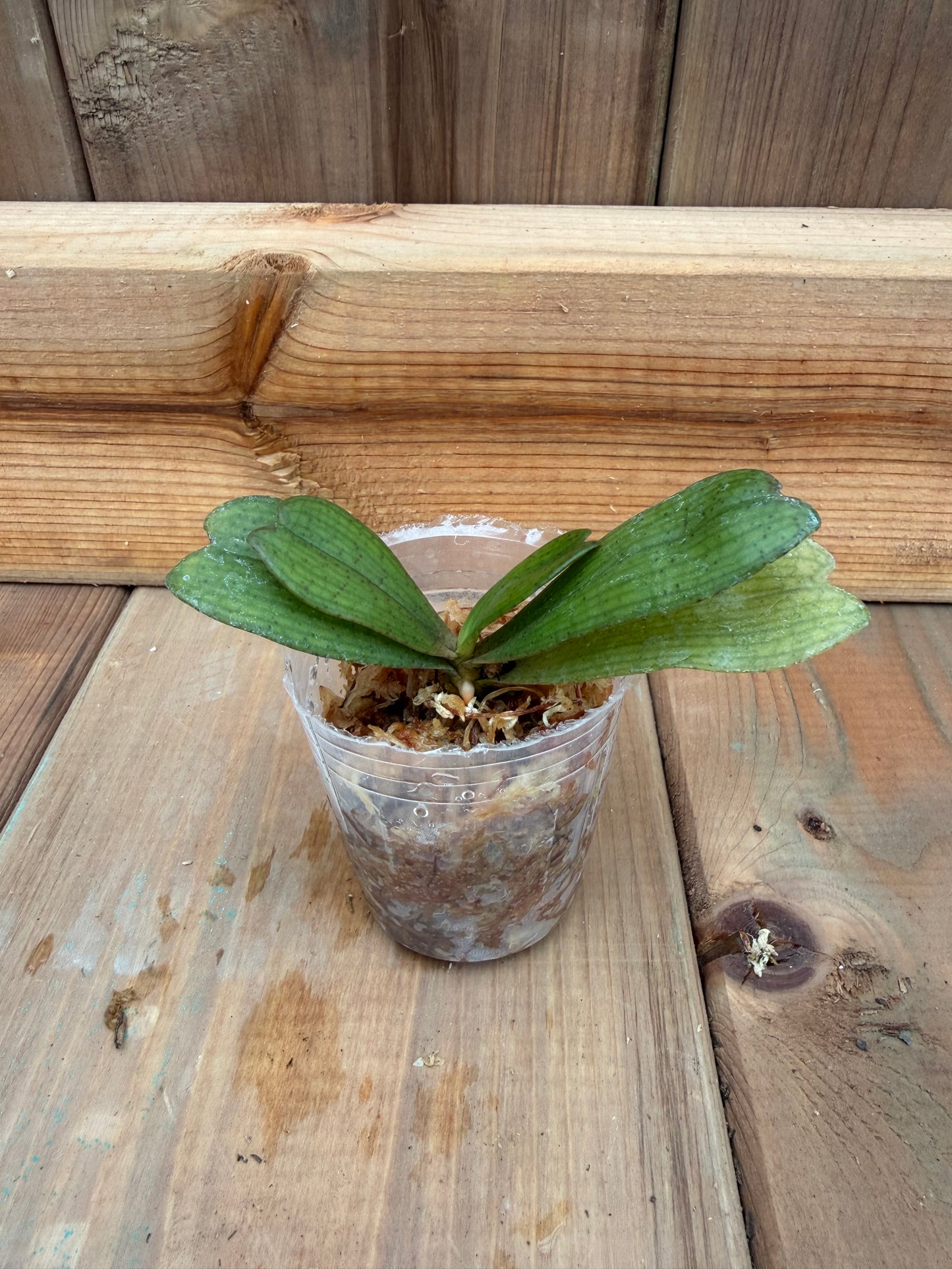 2" Vanda Aerangis biloba
