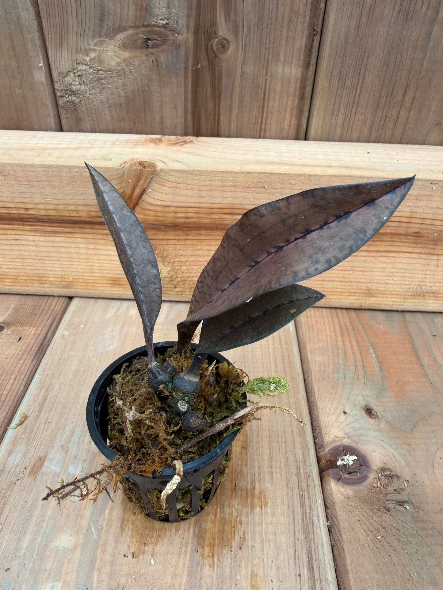 2" Oeceoclades monophylla x sib