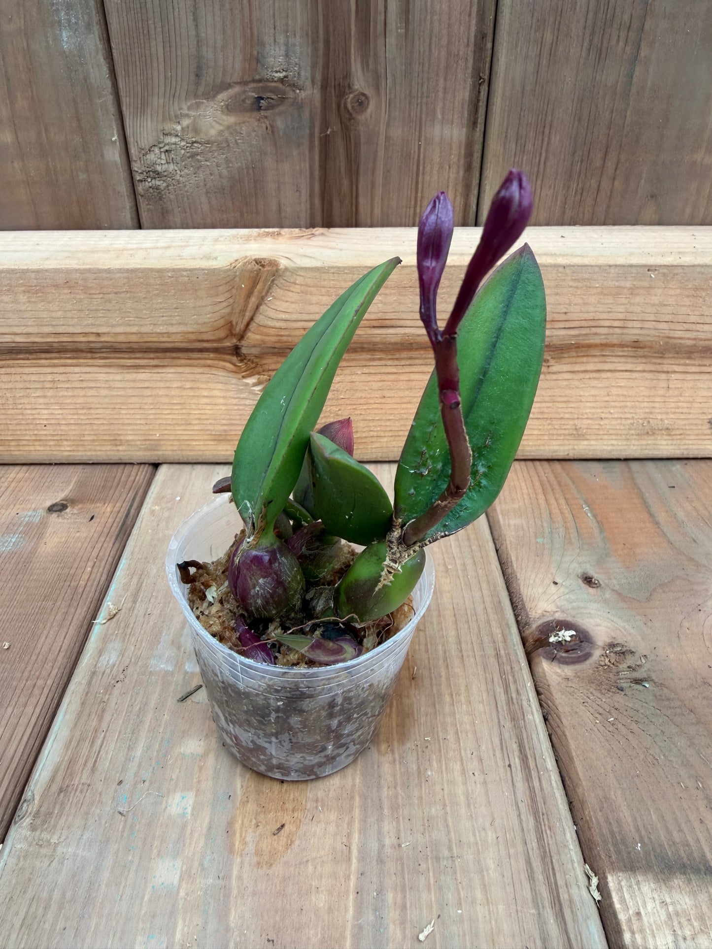 3" Catt. Tangerine Fire 'Mini Sun' (cernua x Pink Flash)