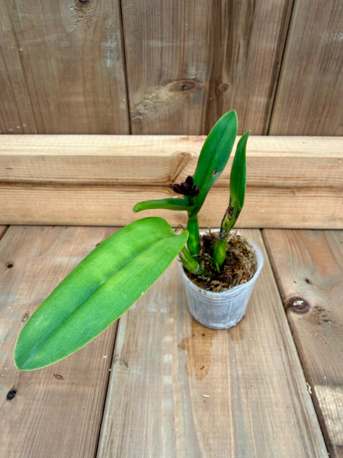 3" Catt. Little Hazel 'M' (Ctt. Hazel Boy x Catt. Psyche)
