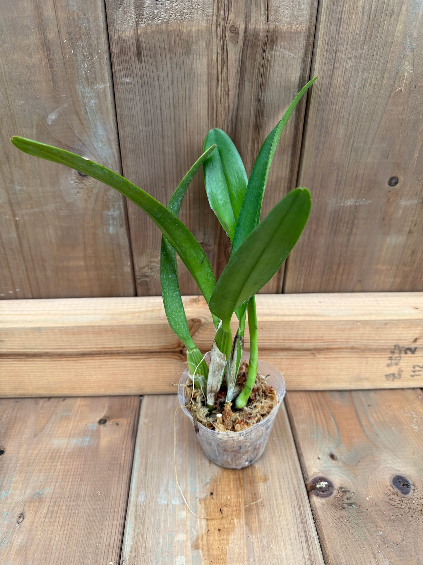 3" Catt. Jenmanii f. alba 'Fuchs Snow'