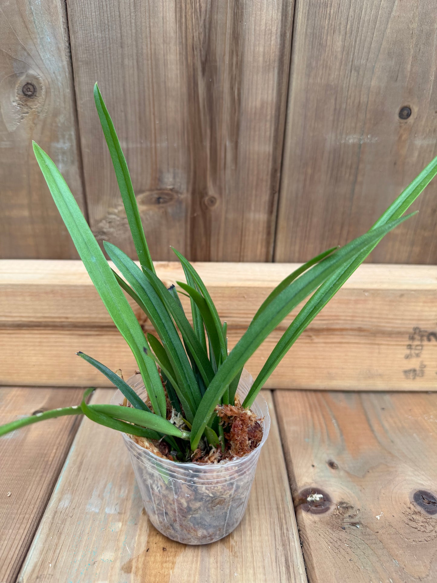 3" Catt. B. nodosa 'Susan Fuchs' x Enc. Phoenicea 'Dark Eros'