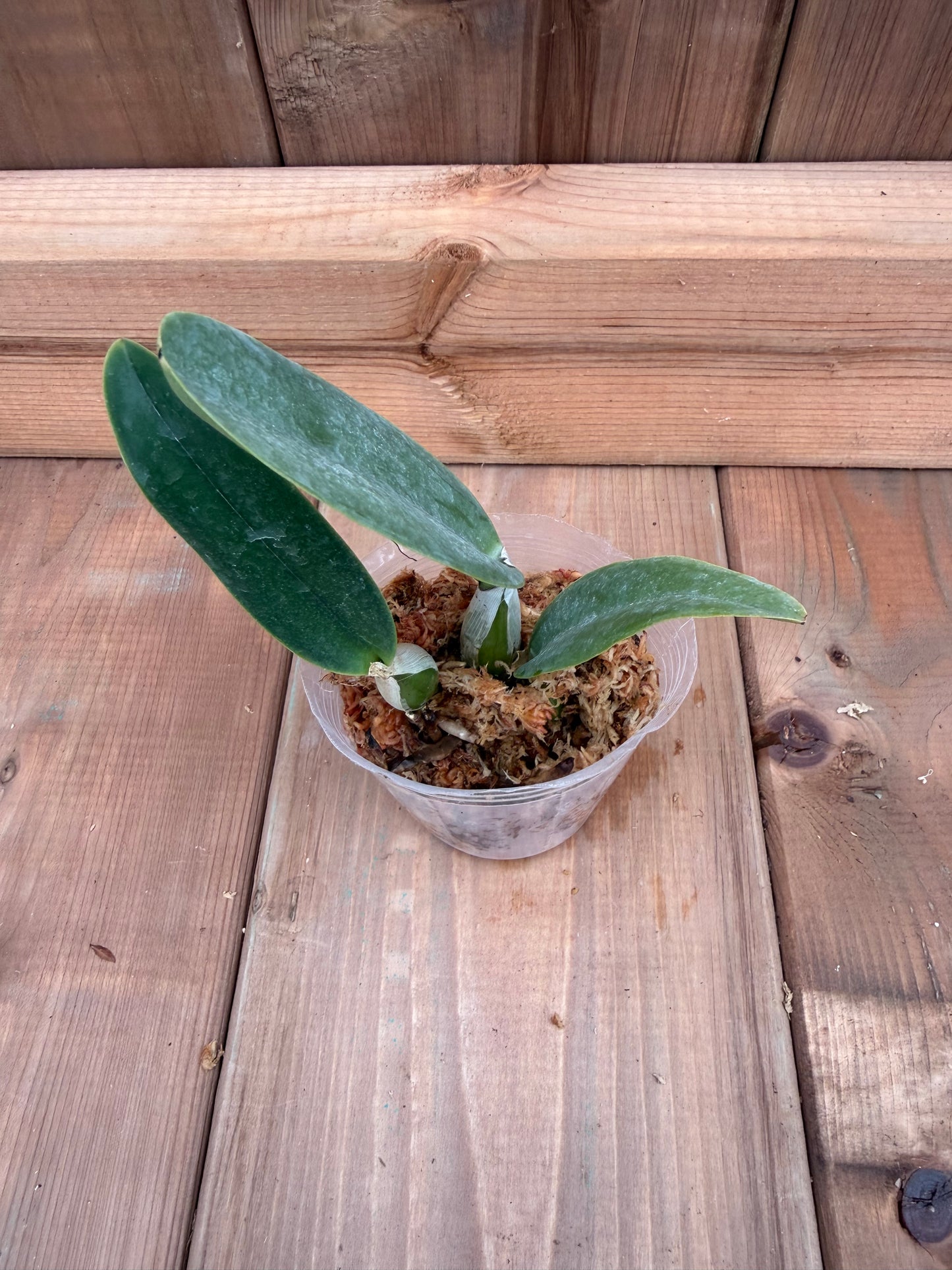 3" Catt. Walkeriana (PA06 x f. semialba)