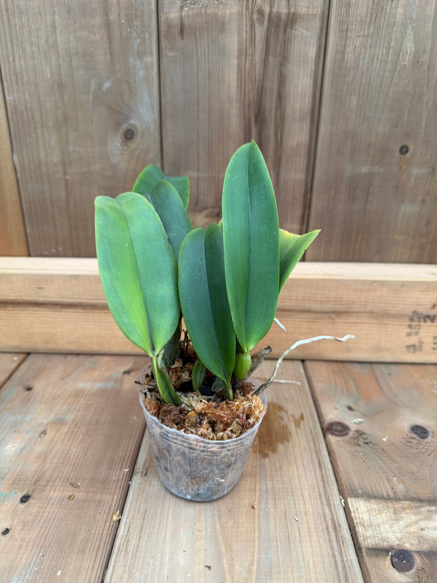 3" Catt. Dinard 'Blue Heaven'