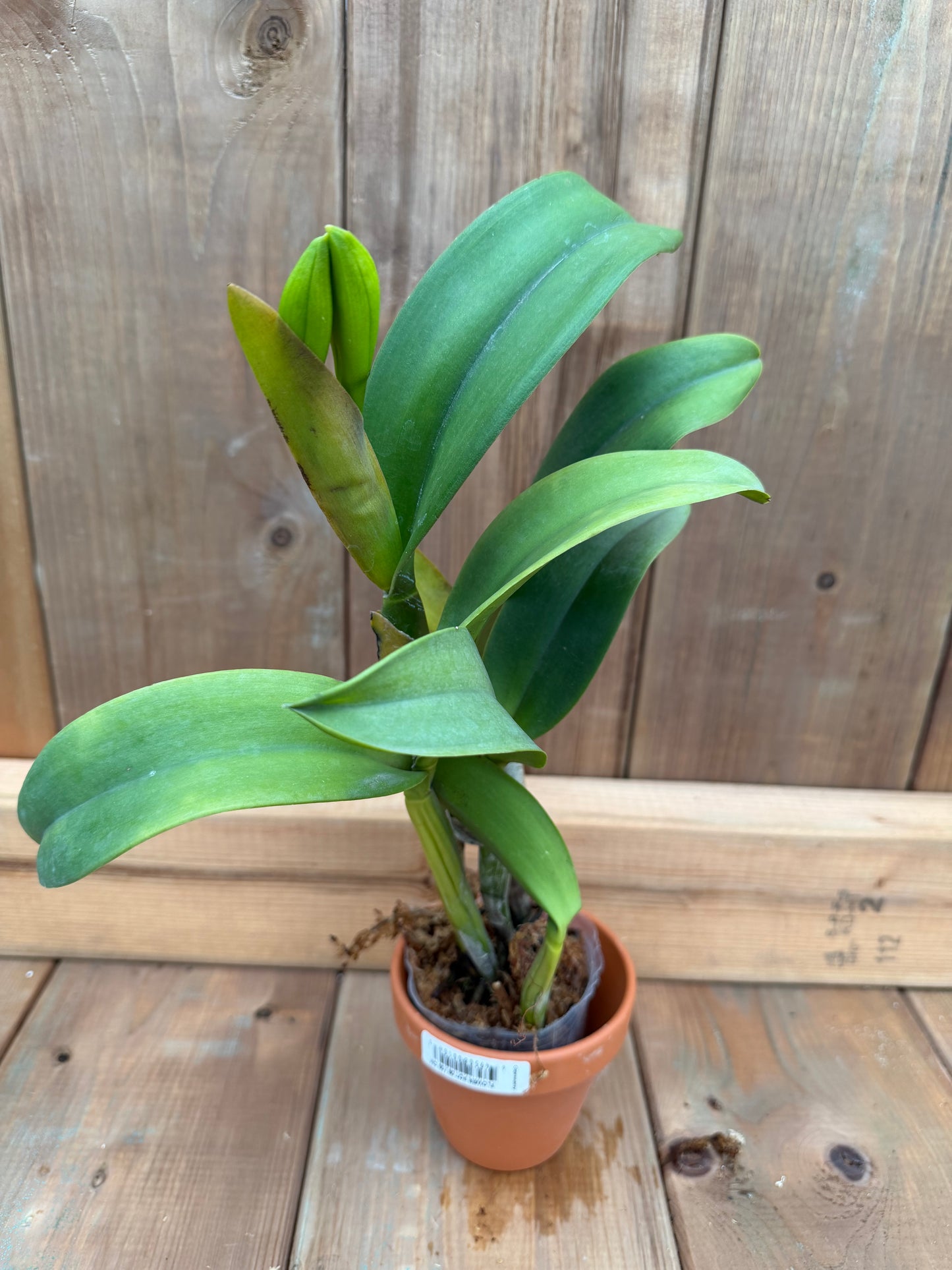 3" Rlc Hua Young Gold 'Pretty' BM/TIOS