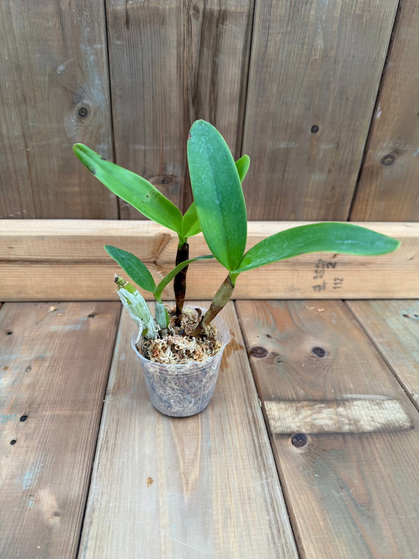 3" Guarianthe skinneri f. coerulescens