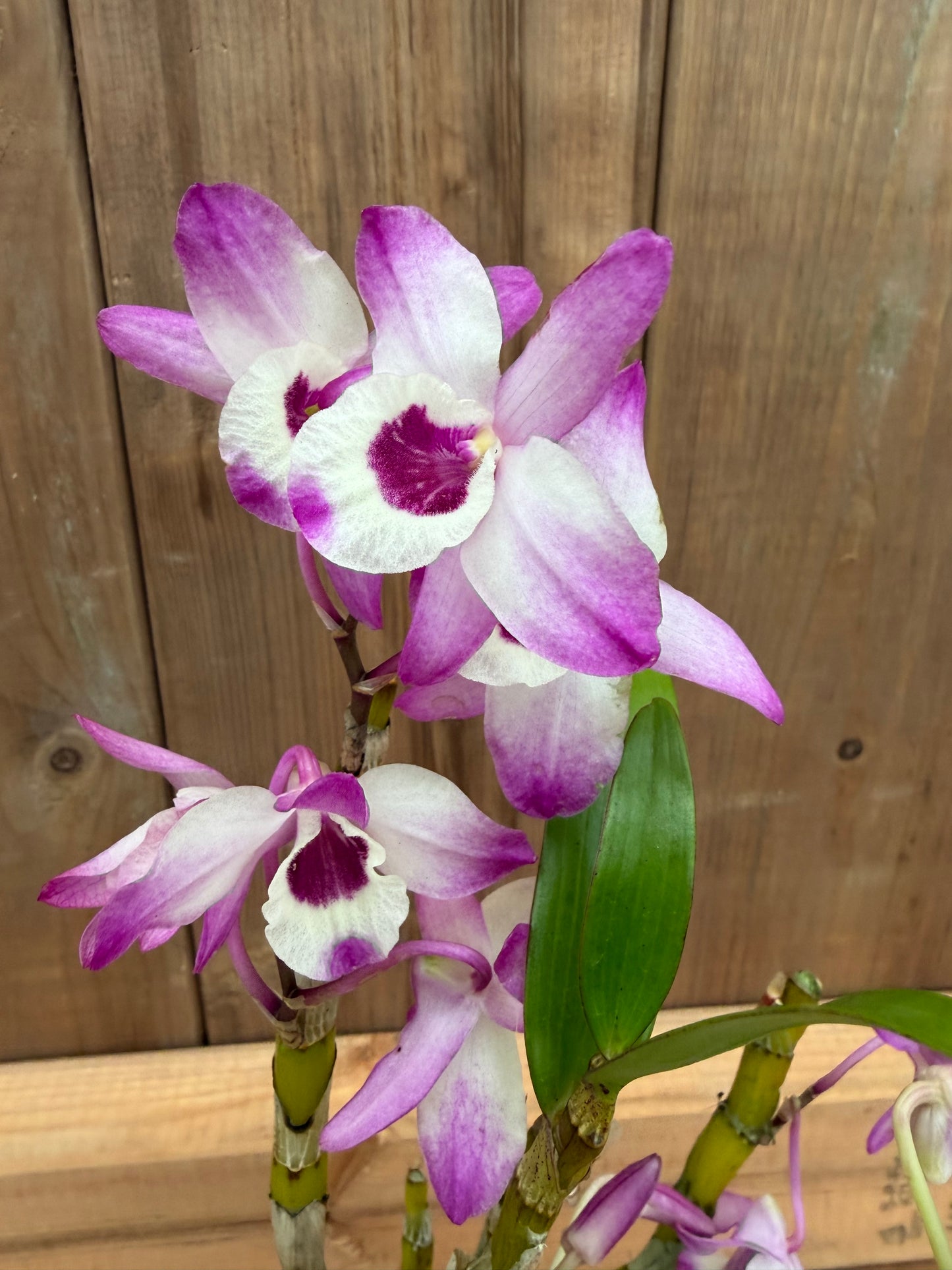 3" Dendrobium (moniliforme x nobile) x nobile