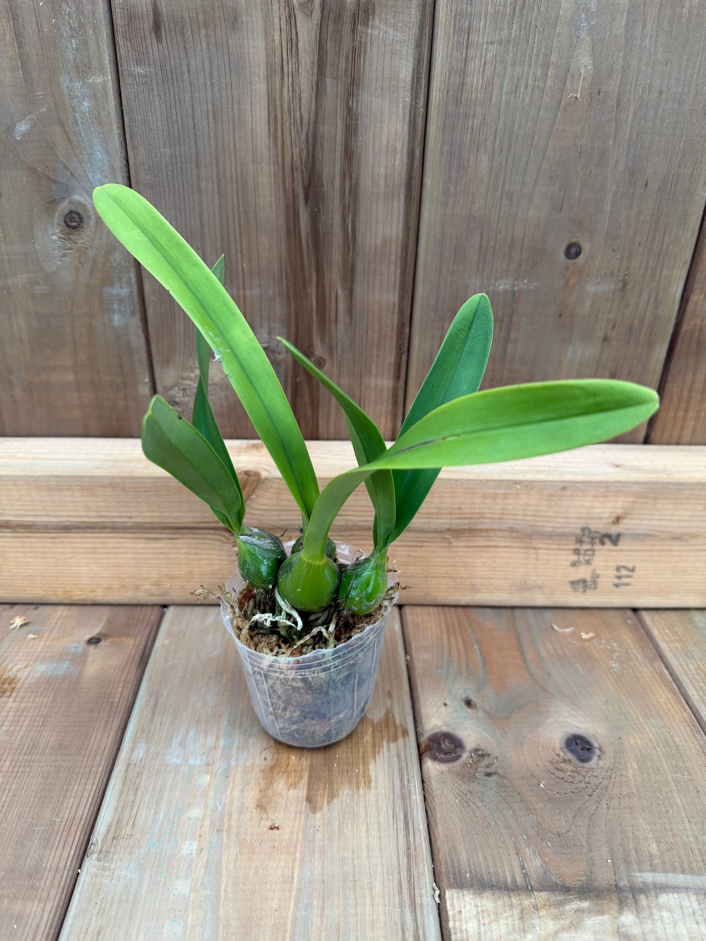 3" Encyclia cordigera f. alba
