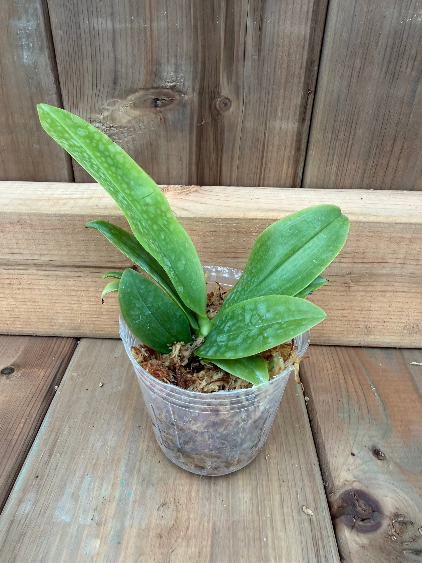 3" Phal corningiana